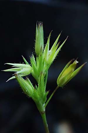 Sabulina mediterranea \ Mittelmeer-Miere, Mediterrane Miere / Mediterranean Sandwort, D Schutterwald 7.5.2021