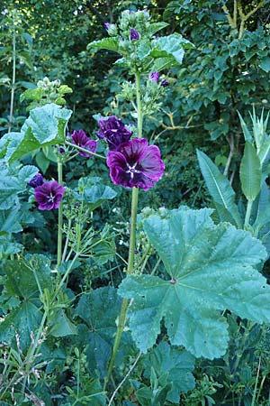 Malva sylvestris subsp. mauritiana \ Mauretanische Malve / Mallow-Tree, D Th&uuml;ringen, Bottendorf 6.6.2022