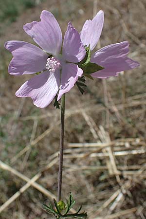 Malva moschata \ Moschus-Malve / Musk Mallow, D Odenwald, Erbach 17.7.2022