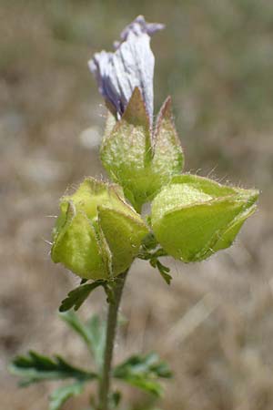 Malva moschata \ Moschus-Malve / Musk Mallow, D Odenwald, Erbach 17.7.2022