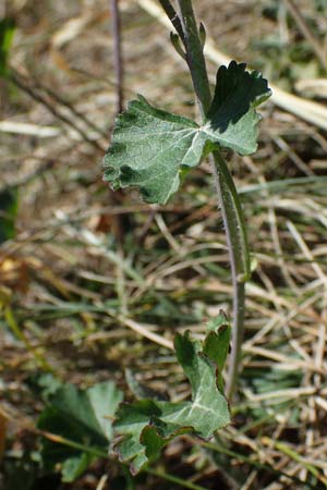 Malva moschata \ Moschus-Malve / Musk Mallow, D Odenwald, Erbach 17.7.2022