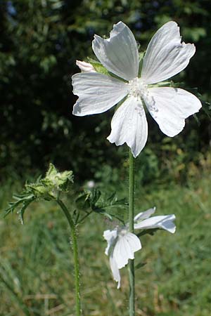 Malva moschata \ Moschus-Malve / Musk Mallow, D Odenwald, F&uuml;rth 30.7.2022