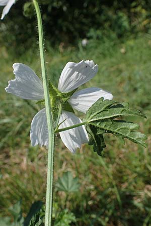 Malva moschata \ Moschus-Malve / Musk Mallow, D Odenwald, F&uuml;rth 30.7.2022
