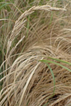 Muhlenbergia mexicana, Mexikanisches Rauchgras
