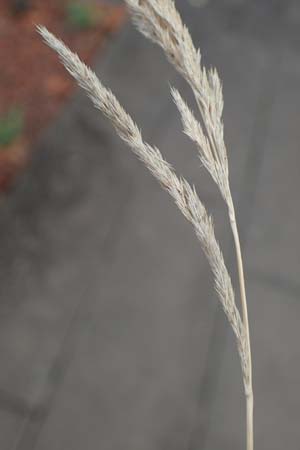 Muhlenbergia mexicana \ Mexikanisches Rauchgras / Mexican Muhly, Wirestem Muhly, D Offenburg 3.9.2022