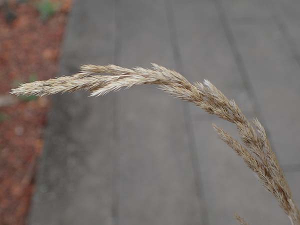 Muhlenbergia mexicana \ Mexikanisches Rauchgras / Mexican Muhly, Wirestem Muhly, D Offenburg 3.9.2022