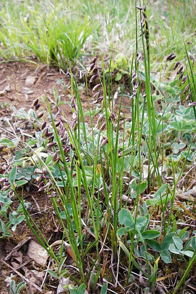 Melica nutans \ Nickendes Perlgras / Mountain Melick, D Langg&ouml;ns 25.4.2015
