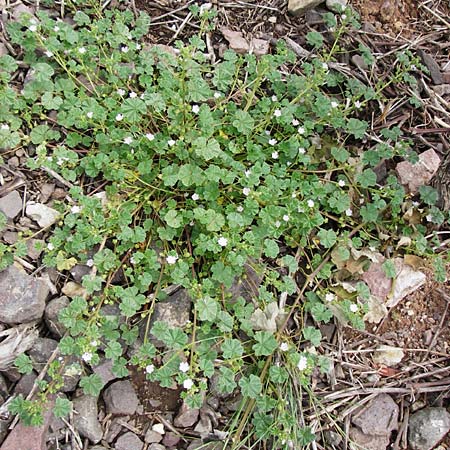 Malva neglecta \ Weg-Malve, Kleine K�sepappel / Dwarf Mallow, D Bad M&uuml;nster am Stein - Niederhausen 6.6.2015