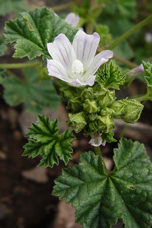 Malva neglecta \ Weg-Malve, Kleine K�sepappel / Dwarf Mallow, D Bad M&uuml;nster am Stein - Niederhausen 6.6.2015