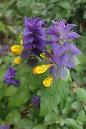 Melampyrum nemorosum \ Hain-Wachtelweizen / Blue Cow-Wheat, D Rannungen 8.8.2021