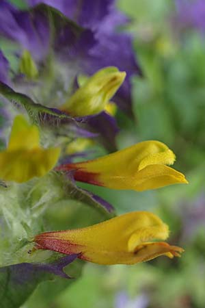 Melampyrum nemorosum \ Hain-Wachtelweizen / Blue Cow-Wheat, D Rannungen 8.8.2021