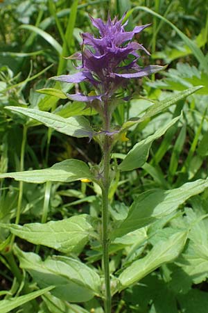 Melampyrum nemorosum \ Hain-Wachtelweizen / Blue Cow-Wheat, D Th&uuml;ringen, Erfurt 13.6.2022