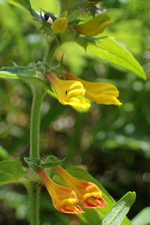 Melampyrum nemorosum \ Hain-Wachtelweizen / Blue Cow-Wheat, D Th&uuml;ringen, Erfurt 13.6.2022