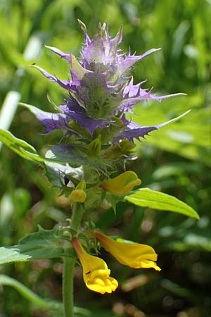 Melampyrum nemorosum \ Hain-Wachtelweizen / Blue Cow-Wheat, D Th&uuml;ringen, Erfurt 13.6.2022
