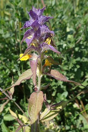 Melampyrum nemorosum \ Hain-Wachtelweizen / Blue Cow-Wheat, D Th&uuml;ringen, K&ouml;lleda 15.6.2023
