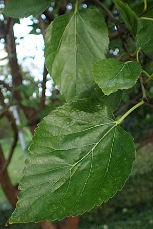 Morus nigra \ Schwarzer Maulbeerbaum, D Mannheim 23.9.2023