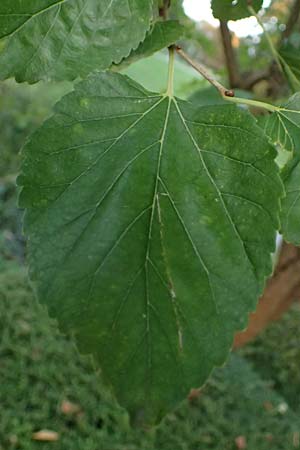 Morus nigra \ Schwarzer Maulbeerbaum, D Mannheim 23.9.2023