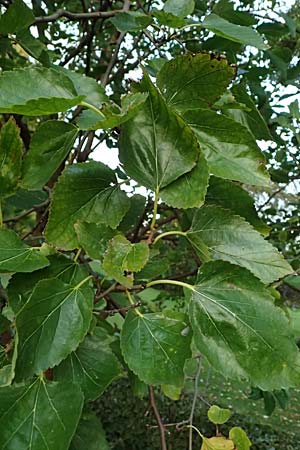 Morus nigra \ Schwarzer Maulbeerbaum, D Mannheim 23.9.2023