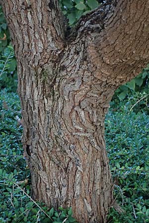 Morus nigra \ Schwarzer Maulbeerbaum, D Mannheim 23.9.2023