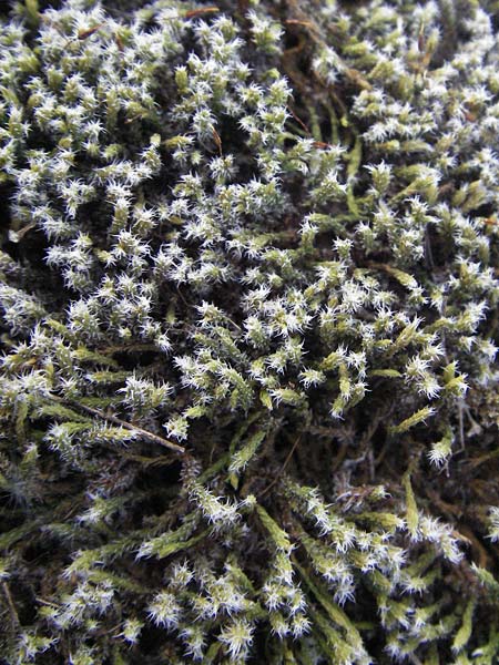 Campylopus introflexus, Kaktus-Moos