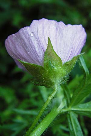 Malva moschata \ Moschus-Malve / Musk Mallow, D Odenwald, Unterflockenbach 27.6.2015