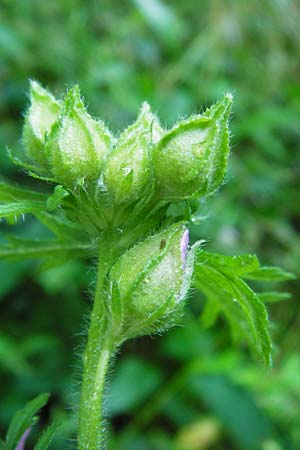 Malva moschata \ Moschus-Malve / Musk Mallow, D Odenwald, Unterflockenbach 27.6.2015