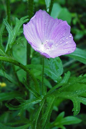Malva moschata \ Moschus-Malve / Musk Mallow, D Odenwald, Unterflockenbach 27.6.2015