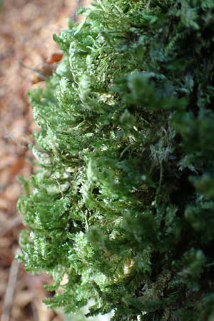 Musci spec3 ? \ Moos / Moss, D Franken/Franconia G&ouml;&szlig;weinstein 4.11.2015