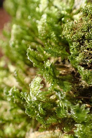 Musci spec3 ? \ Moos / Moss, D Franken/Franconia G&ouml;&szlig;weinstein 4.11.2015
