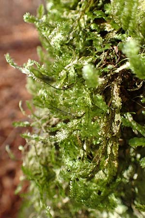 Musci spec3 ? \ Moos / Moss, D Franken/Franconia G&ouml;&szlig;weinstein 4.11.2015