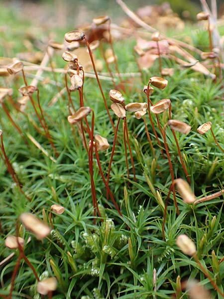 Pogonatum aloides \ Aloe&auml;hnliches Filzm�tzen-Moos / Aloe Haircap, D Odenwald, Beerfelden 18.2.2017