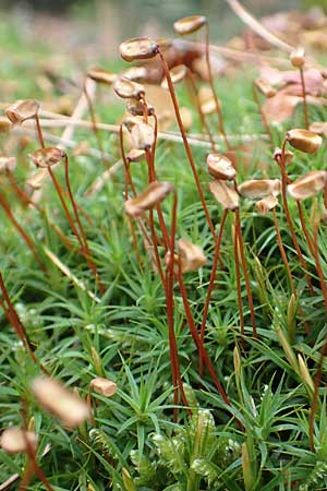Pogonatum aloides \ Aloe&auml;hnliches Filzm�tzen-Moos / Aloe Haircap, D Odenwald, Beerfelden 18.2.2017
