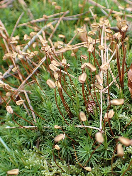 Pogonatum aloides \ Aloe&auml;hnliches Filzm�tzen-Moos / Aloe Haircap, D Odenwald, Beerfelden 18.2.2017