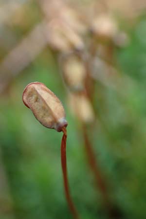 Pogonatum aloides \ Aloe&auml;hnliches Filzm�tzen-Moos / Aloe Haircap, D Odenwald, Beerfelden 18.2.2017