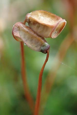 Pogonatum aloides \ Aloe&auml;hnliches Filzm�tzen-Moos / Aloe Haircap, D Odenwald, Beerfelden 18.2.2017