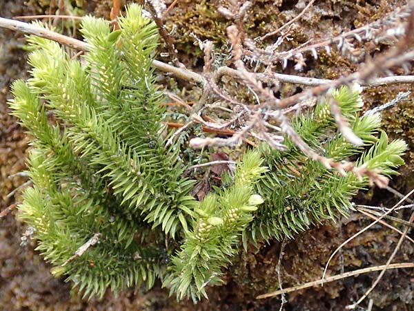 Huperzia selago \ Tannen-B�rlapp / Fir Clubmoss, D Odenwald, Beerfelden 18.2.2017