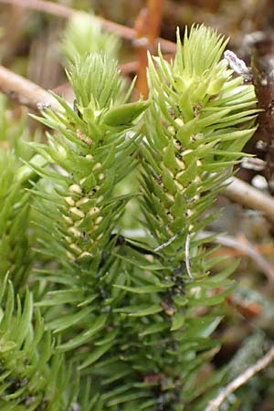 Huperzia selago \ Tannen-B�rlapp / Fir Clubmoss, D Odenwald, Beerfelden 18.2.2017