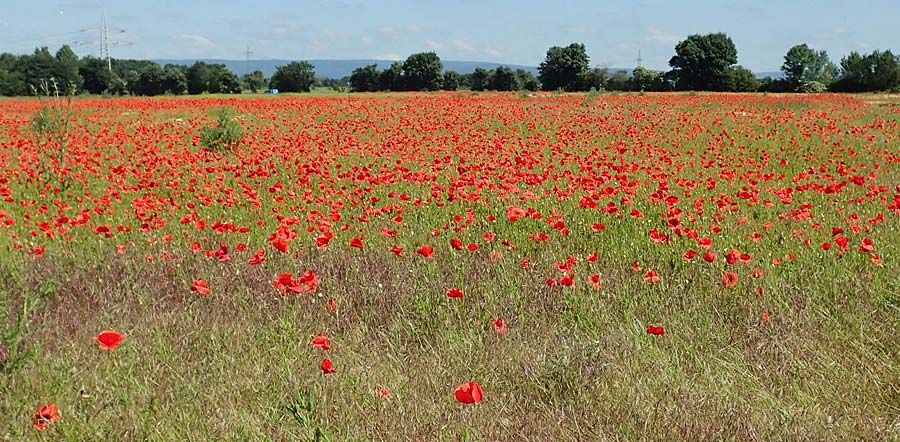 Papaver rhoeas \ Klatsch-Mohn / Common Poppy, D Hochheim am Main 26.5.2017