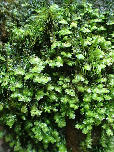 Plagiochila asplenioides ? \ Gro&szlig;es Schiefmund-Lebermoos / Greater Featherwort, Cedar-Shake Liverwort, D Schwarzwald/Black-Forest, Allerheiligen 1.8.2017
