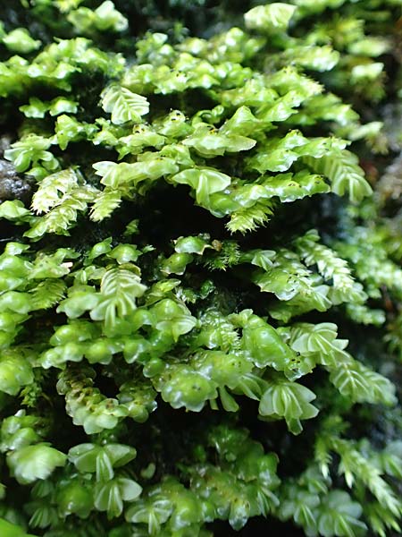 Plagiochila asplenioides ? \ Gro&szlig;es Schiefmund-Lebermoos / Greater Featherwort, Cedar-Shake Liverwort, D Schwarzwald/Black-Forest, Allerheiligen 1.8.2017