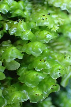 Plagiochila asplenioides ? \ Gro&szlig;es Schiefmund-Lebermoos / Greater Featherwort, Cedar-Shake Liverwort, D Schwarzwald/Black-Forest, Allerheiligen 1.8.2017