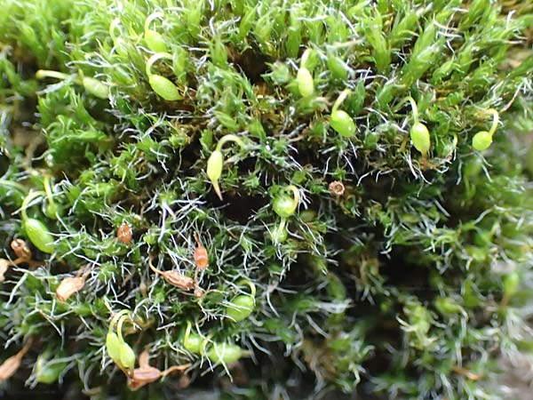 Grimmia pulvinata \ Polster-Kissenmoos / Grey-Cushioned Grimmia, D Weinheim an der Bergstra&szlig;e 13.2.2019