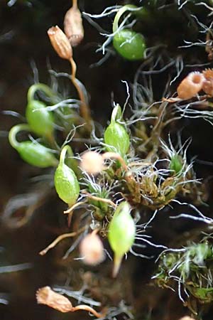 Grimmia pulvinata \ Polster-Kissenmoos / Grey-Cushioned Grimmia, D Weinheim an der Bergstra&szlig;e 13.2.2019