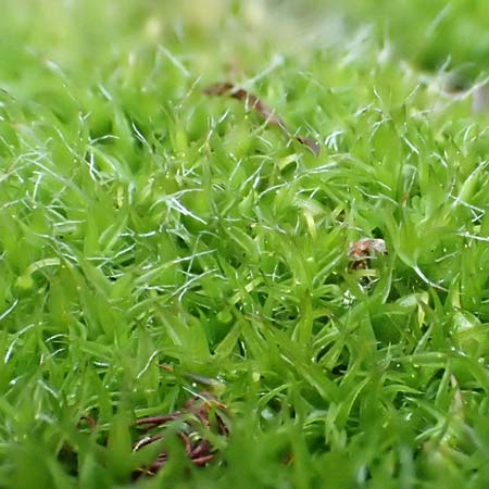 Grimmia pulvinata \ Polster-Kissenmoos / Grey-Cushioned Grimmia, D Weinheim an der Bergstra&szlig;e 13.2.2019
