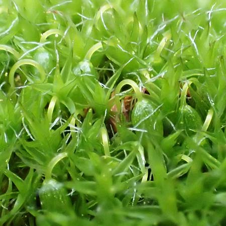 Grimmia pulvinata \ Polster-Kissenmoos / Grey-Cushioned Grimmia, D Weinheim an der Bergstra&szlig;e 13.2.2019