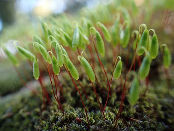 Bryum argenteum ? \ Silber-Birnenmoos / Silvergreen Bryum Moss, Silvery Thread Moss, D Neuleiningen 13.3.2020