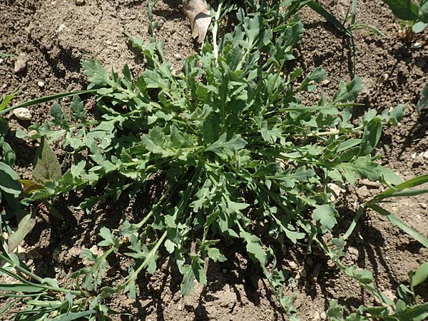 Papaver rhoeas \ Klatsch-Mohn / Common Poppy, D Neuleiningen 23.4.2020