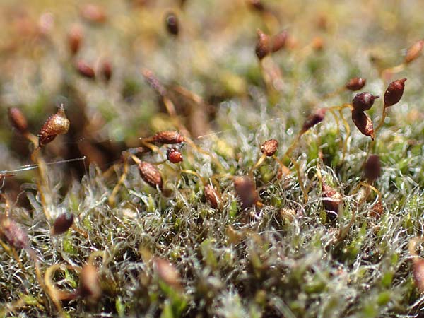Grimmia pulvinata \ Polster-Kissenmoos / Grey-Cushioned Grimmia, D Neuleiningen 23.4.2020
