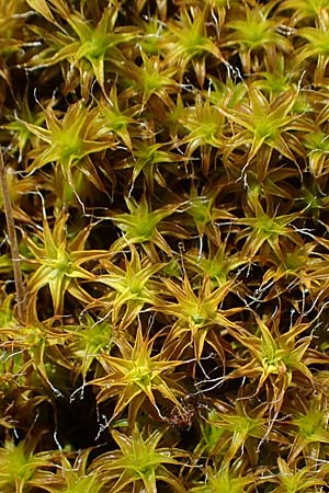 Polytrichum piliferum \ Glashaar-Widertonmoos, Haartragendes Frauenhaarmoos / Awned Haircap Moss, D Mannheim 19.5.2021