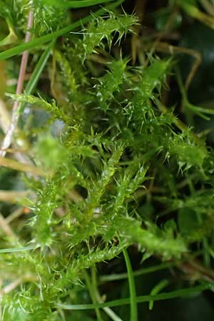 Rhytidiadelphus squarrosus \ Sparriges Kranzmoos, Sparriger Runzelpeter / Springly Turf Moss, D Essen 9.8.2021